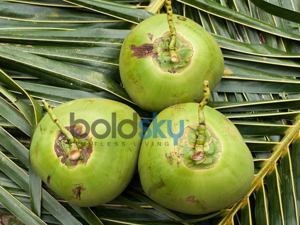 ডাব