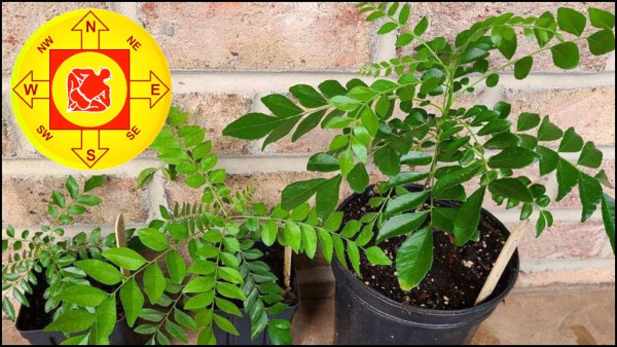 Vastu Tips বাড়িতে এই গাছ রাখলেই সমৃদ্ধি ফিরবে সংসারে, থাকবে না কোনও