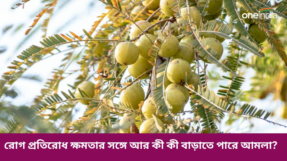 গ্রীষ্মের দিনগুলিতে রোজ খান আমলা, মিটবে একাধিক সমস্যা | Eat amla daily